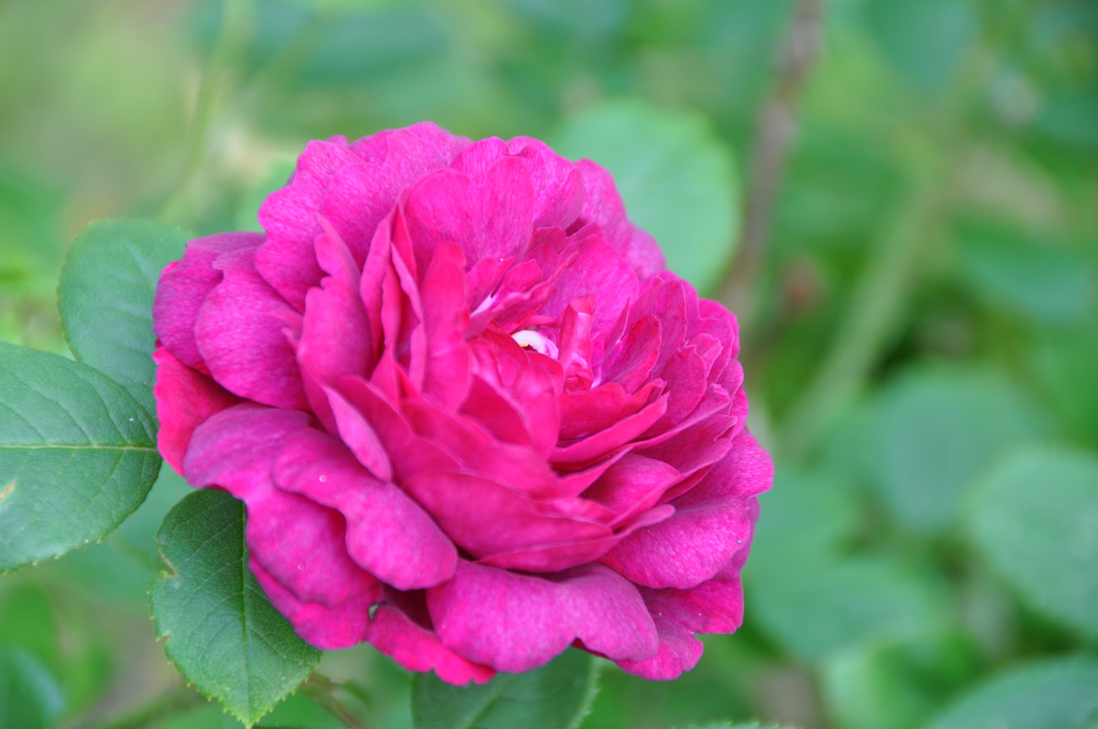 Parfumistans blogg: Carnation
