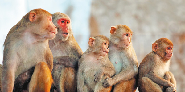 ஐந்து குரங்குகளுக்கு உயிர் கொடுத்த ஸ்டெம் செல் சிகிச்சை ஐந்து குரங்குகளுக்கு உயிர் கொடுத்த ஸ்டெம் செல் சிகிச்சை