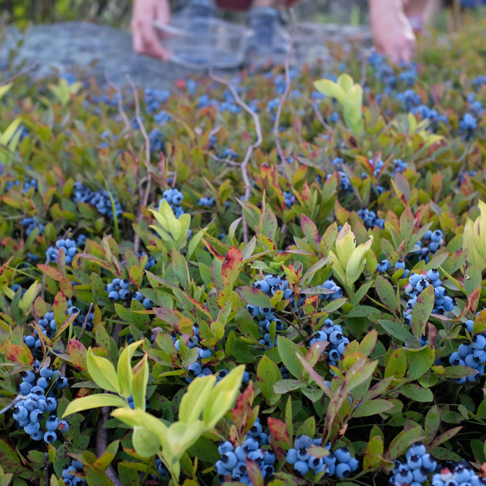 Local Flavor Blueberry Hill
