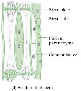 Notes Of Ch 6 Plant Tissues Class 9th Science Study Rankers