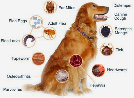 Dog Illnesses
