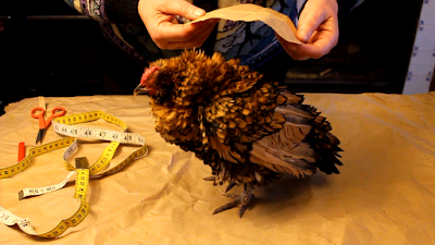Fitting Preventing cold stress in poultry - making a coat