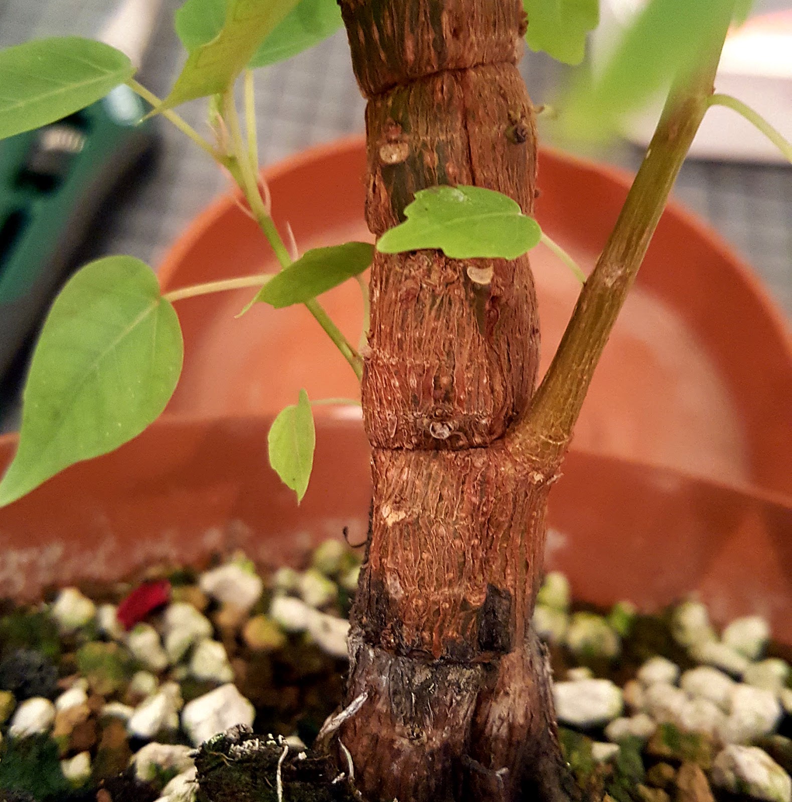 Fly Bonsai 3trunks fused ficus wiring