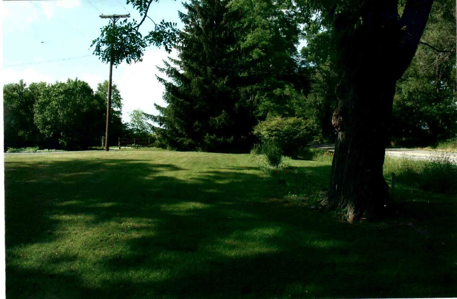 Lawnless Trials Goes Homesteading: Strawberry Take Over in Evergreen