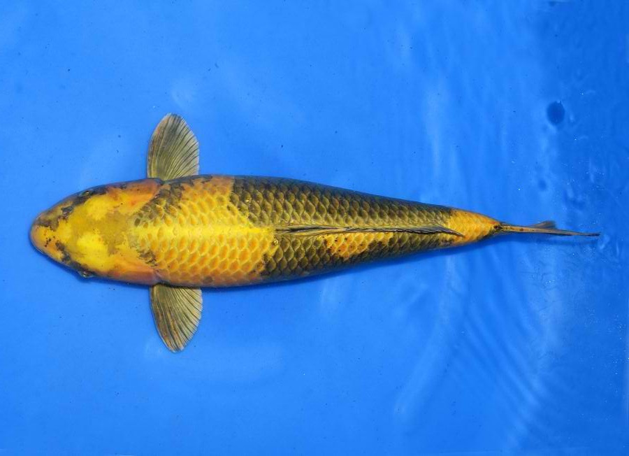 Ikan Hias ku Hikari UtsuriMono Koi