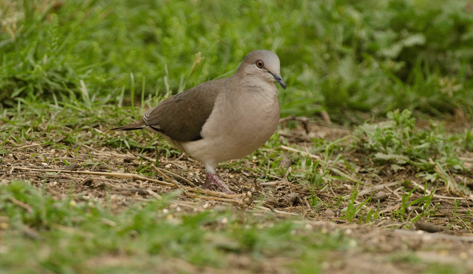 Journeys With Judy Falcon State Park and Salineno Texas