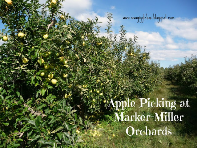 Fall time family fun picking apples at Marker-Miller Orchards in Winchester VA,