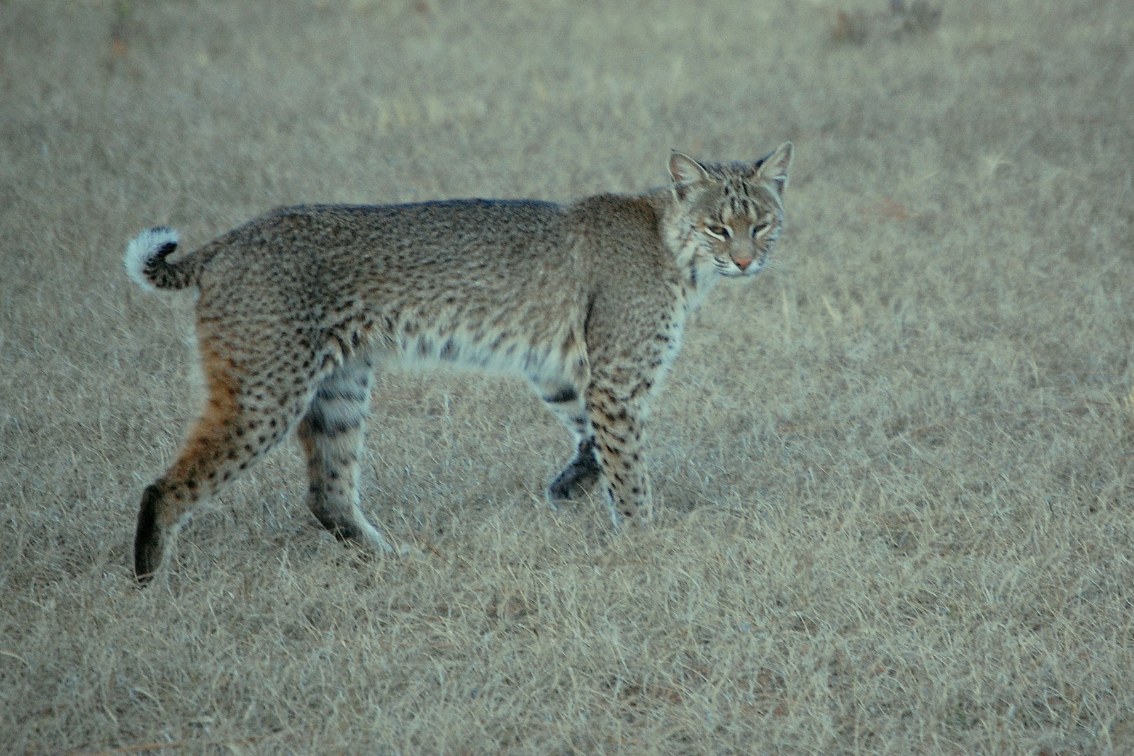 Field Notes and Photos Florida Bobcat Lynx rufus