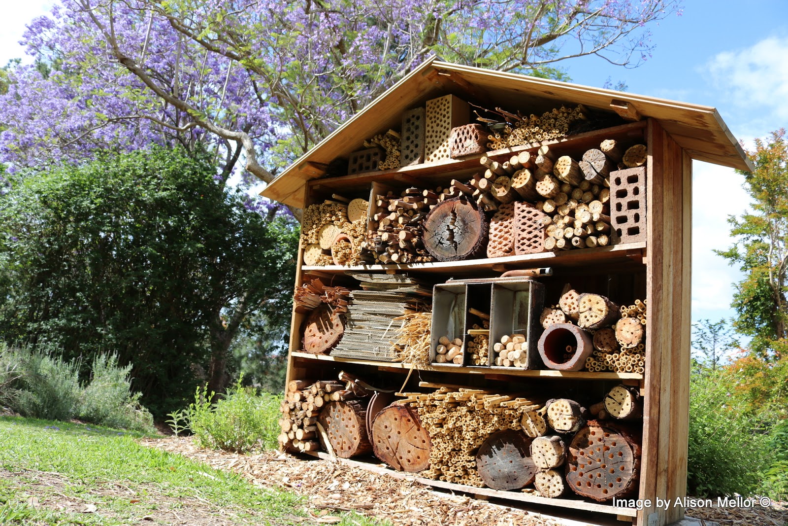 Gardening to attract native bees Growing Illawarra Natives
