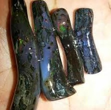 Black opal cepat keluar jarong Black opal cepat keluar jarong