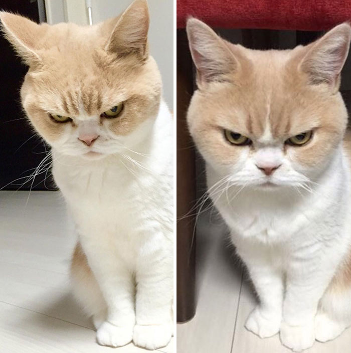 #2 Before And After Being Called A Good Boy - People Are Posting Pics Of Their Animals Before & After Being Called A Good Boy #2 Before And After Being Called A Good Boy - People Are Posting Pics Of Their Animals Before & After Being Called A Good Boy
