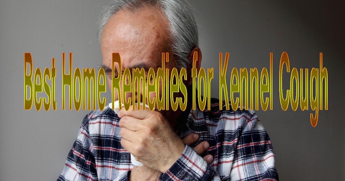 8 Effective Home Remedies For Kennel Cough Natural Remedies And Treatment