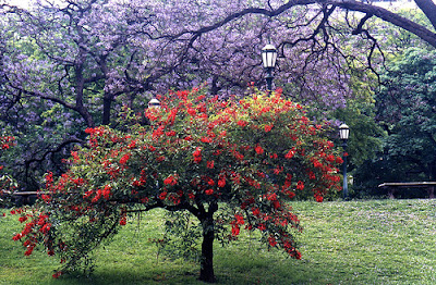 El gusto de compartir: La Flor Nacional Argentina