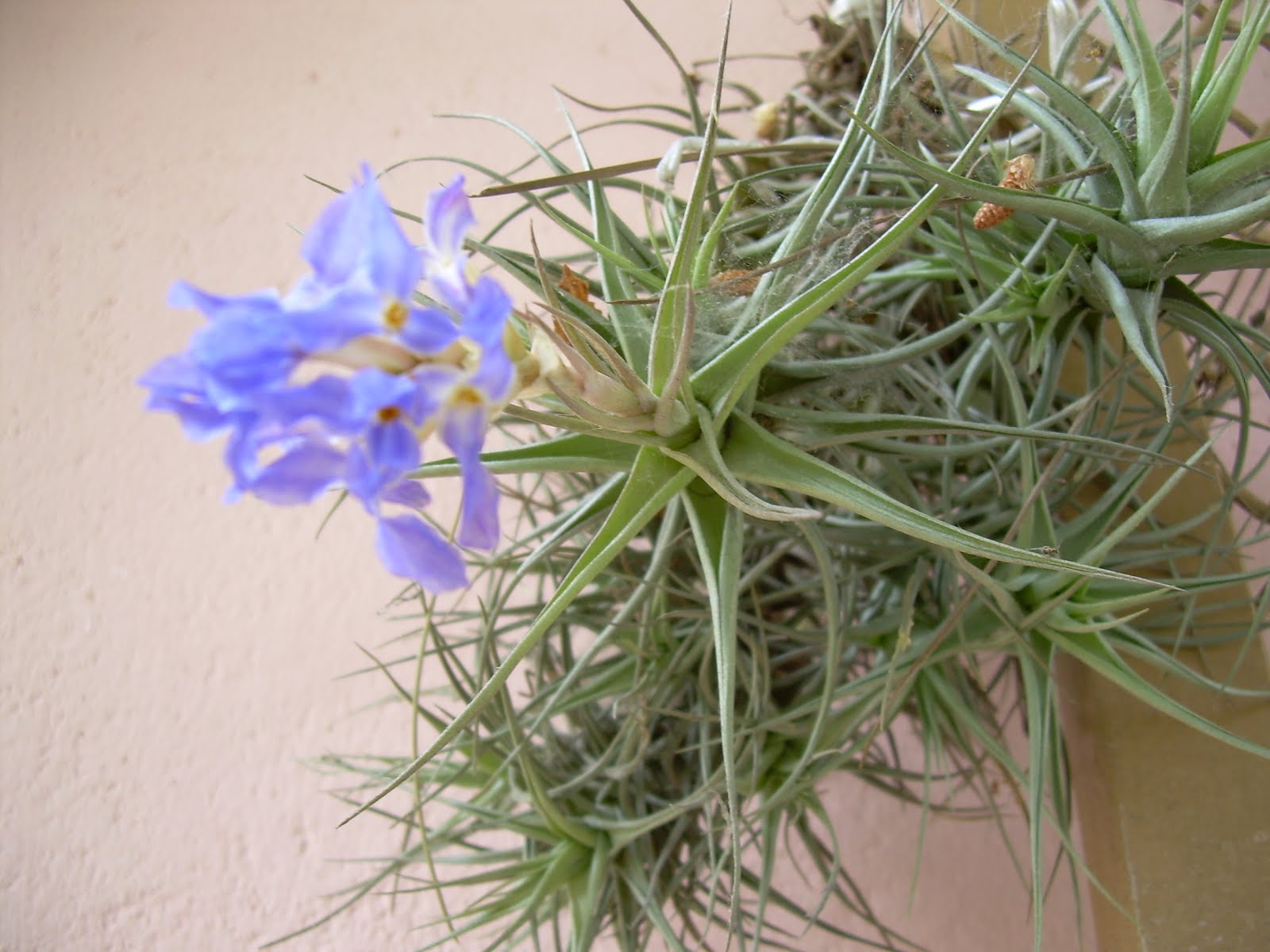 FLORES CLAVEL DEL AIRE