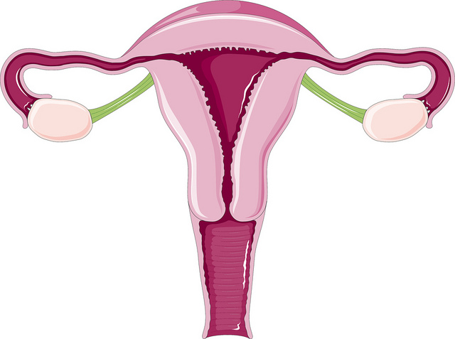 perdida de peso regula ciclos menstrualese