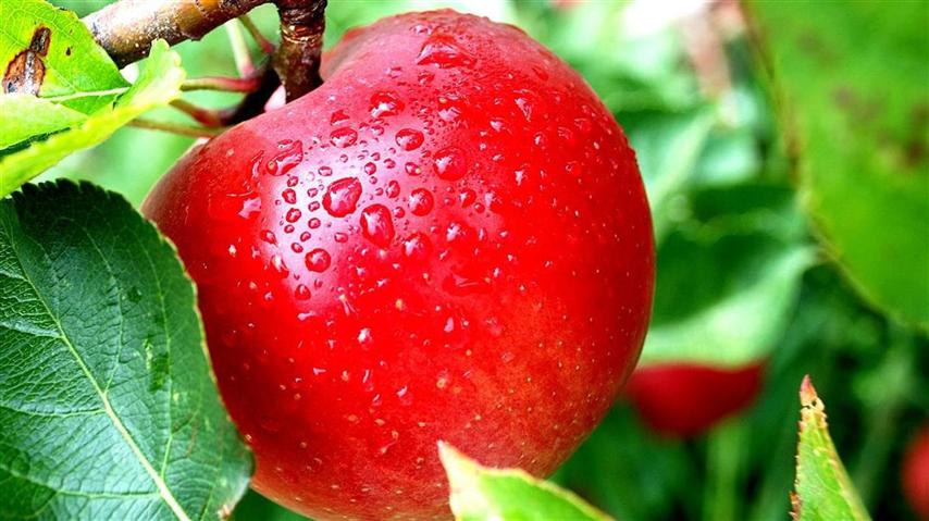 7 Manfaat Buah Apel dan Kandungan Nutrisinya
