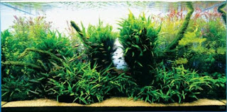 200 Referensi Desain Dan Model Aquascape Berdasarkan Tema https://www.faktapopuler.com/2018/12/200-referensi-desain-dan-model.html