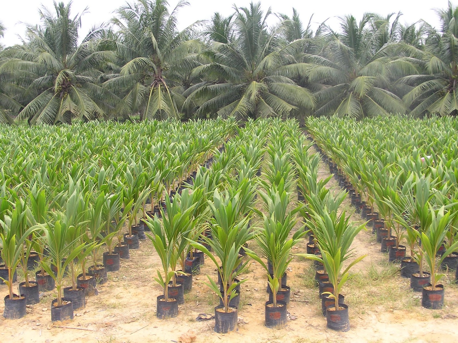 The basics of starting a new coconut plantation
