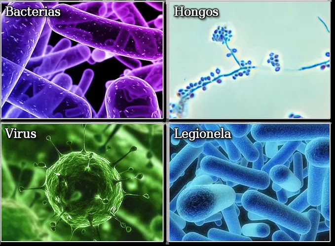 imagen de bacterias hongos virus legionela