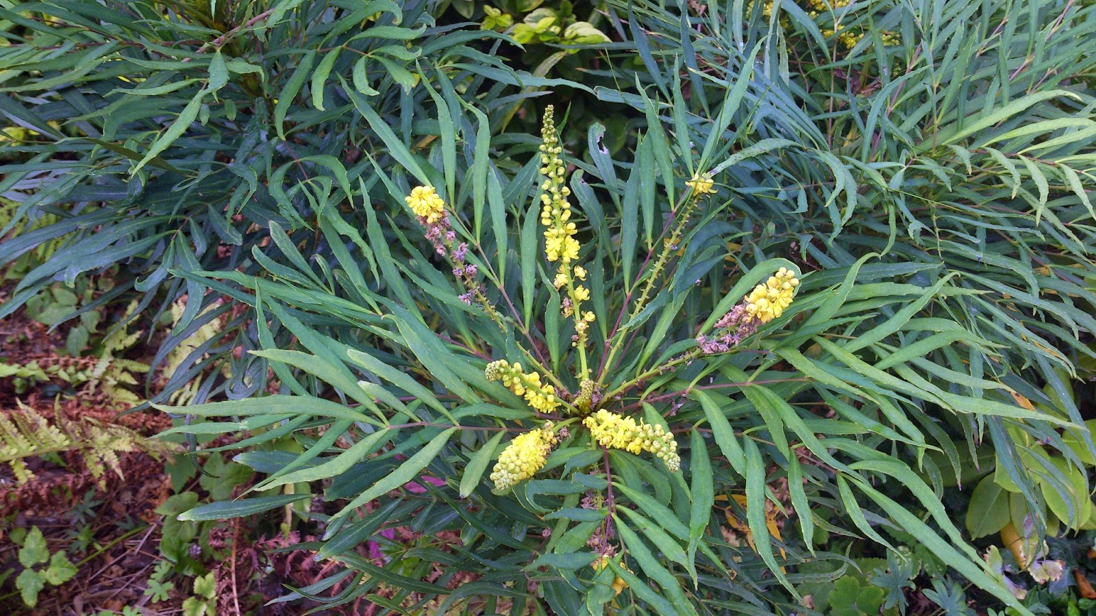Soft Caress Mahonia Mobile Wallpapers