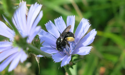 mystery bee, Thursday, August 04, 2016, 10:10:53 AM