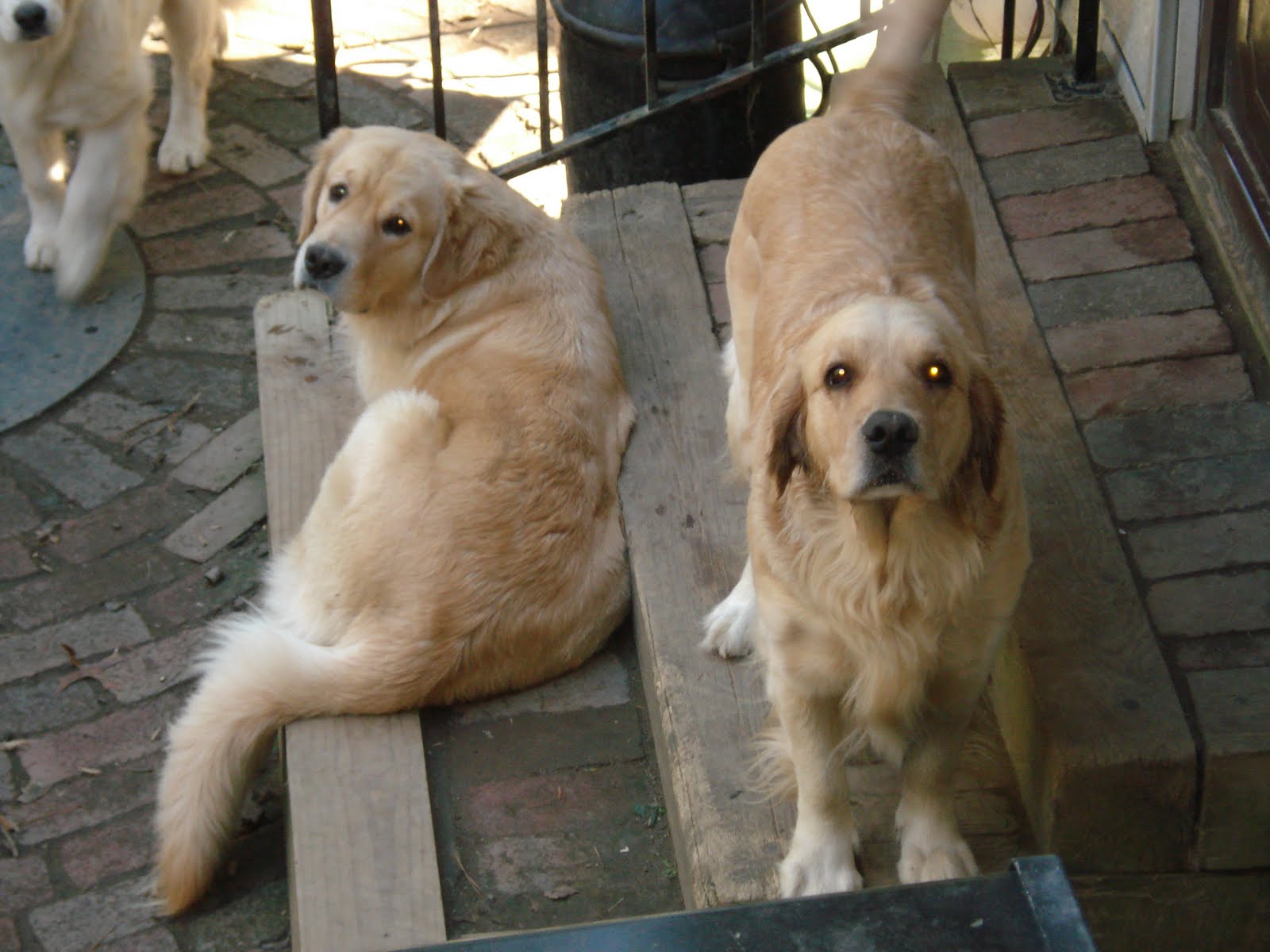 Baliwyck Golden Retrievers Ch GoldRush National