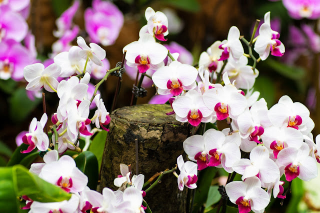 National Orchid garden-Botanic gardens-Singapore