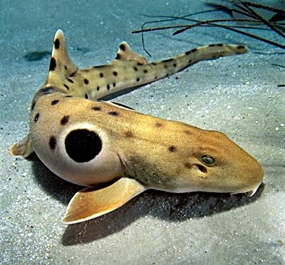 Shark Week Logo