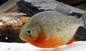 Piraña Vegetariana Piraña Vegetariana