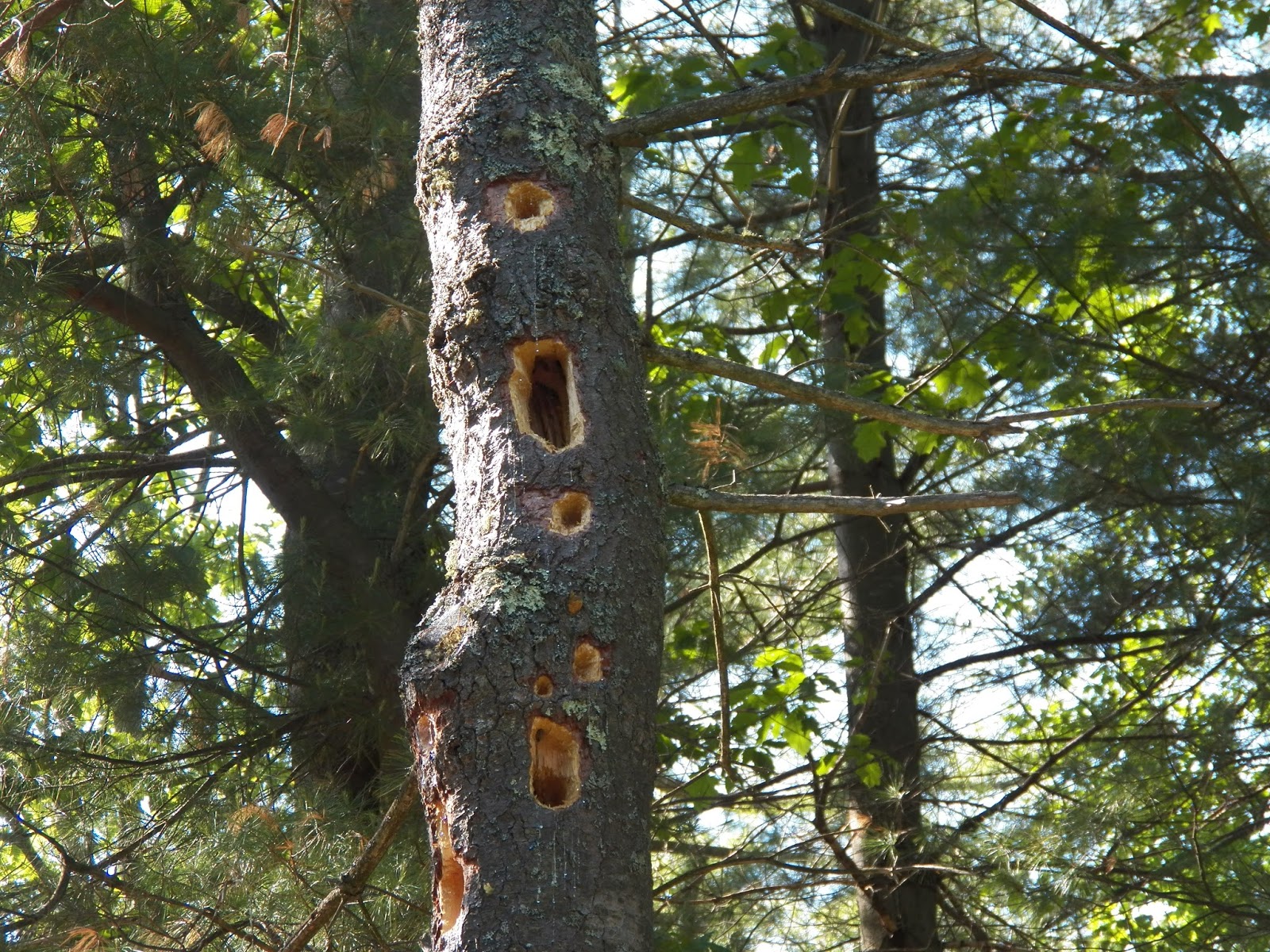 What Lives in my Yard? Woodpecker Hole Identification, Pileated Woodpecker