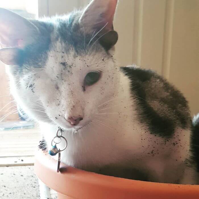 Rescue Kitty With Four Ears And One Eye Finally Found A Forever Home