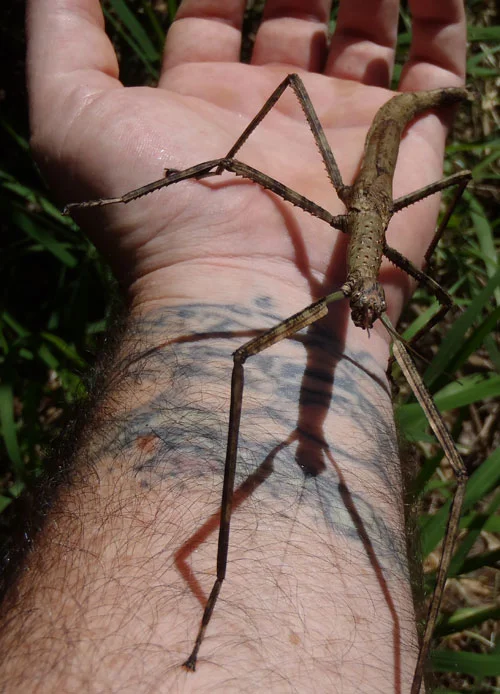 Large stick insect on my arm