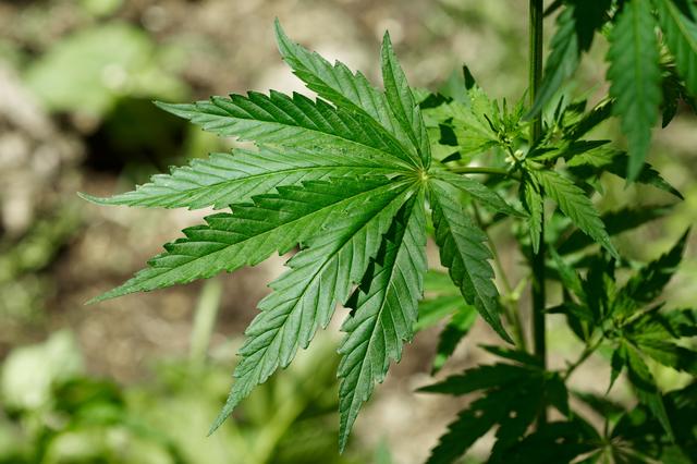 http://4.bp.blogspot.com/-KmP9N_TLHFI/UiRmw5hv4CI/AAAAAAAAAWs/yxsUSLSsS54/s1600/marihuana.jpg