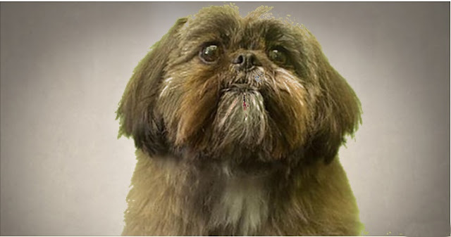 A maior dificuldade para educar um Shih Tzu
