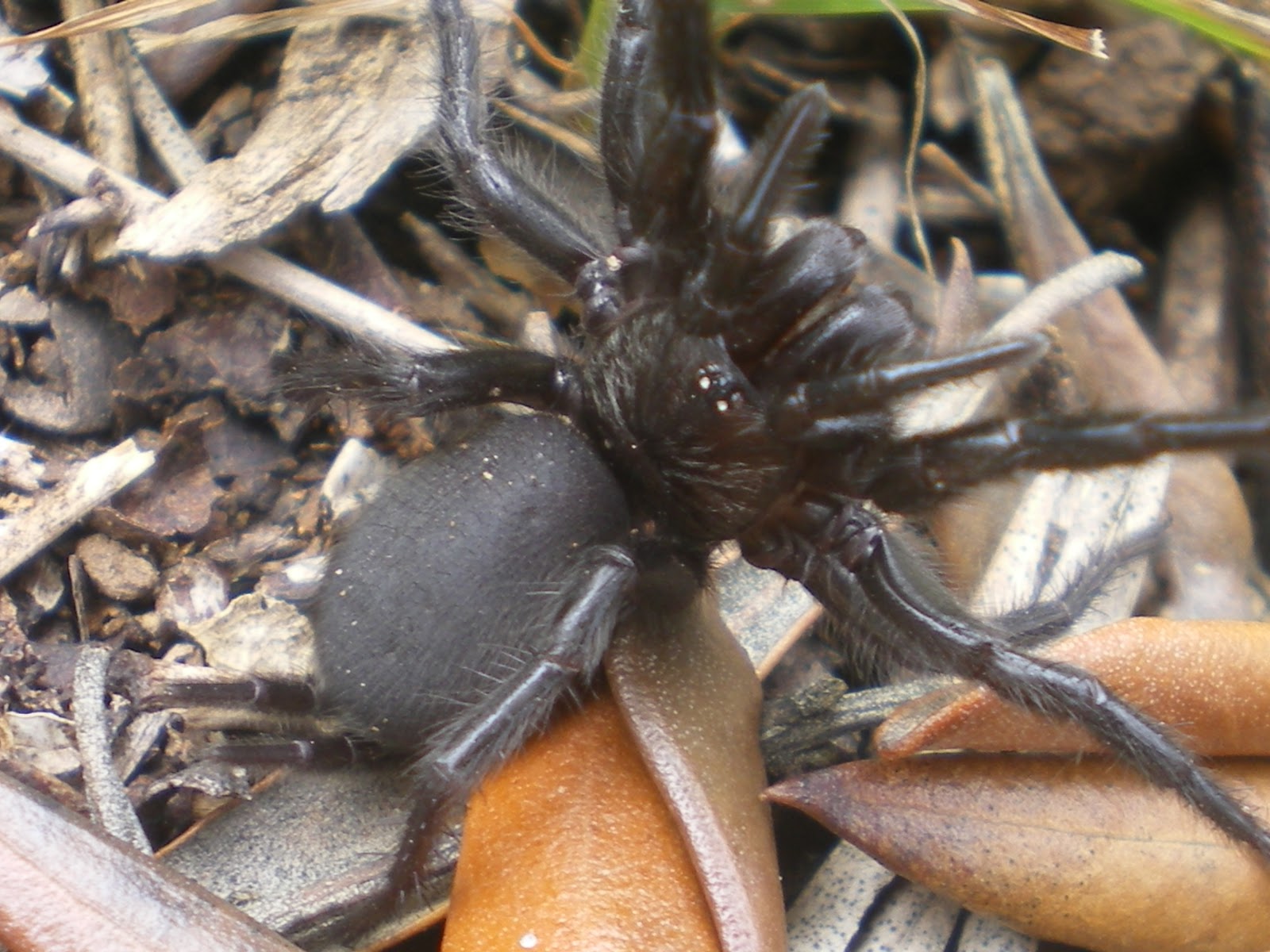 PILARES AL NATURAL: ARAÑA NEGRA