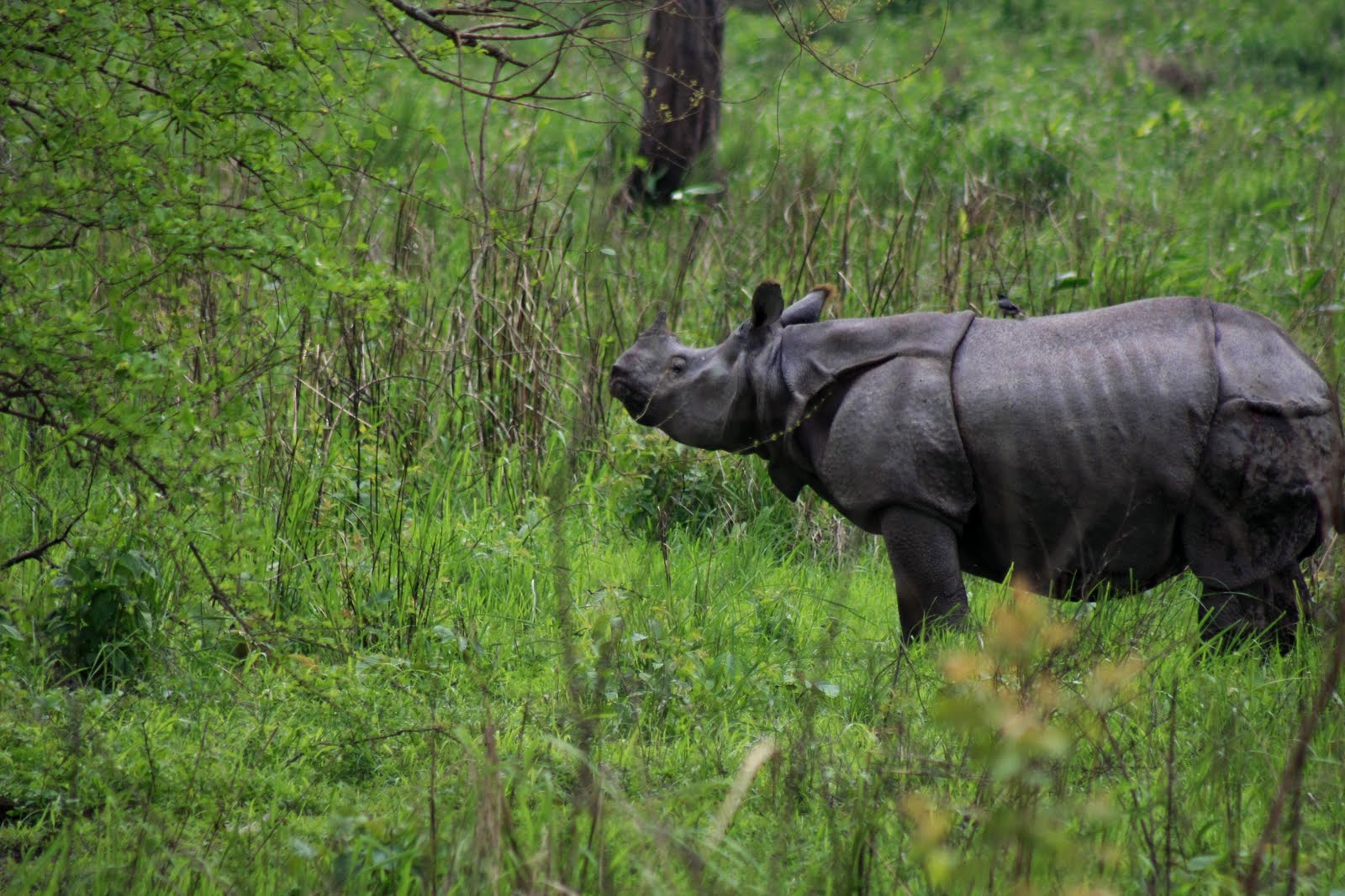 Носорог природная зона. Камерунский носорог. Черный носорог. Западно-Африканский черный носорог. Чёрный носорог вымер.