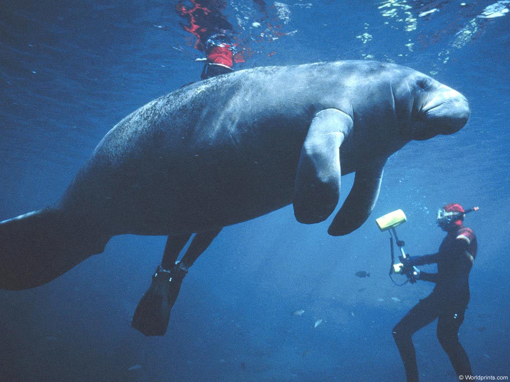 Free Wallpapers Blog: manatee backgrounds