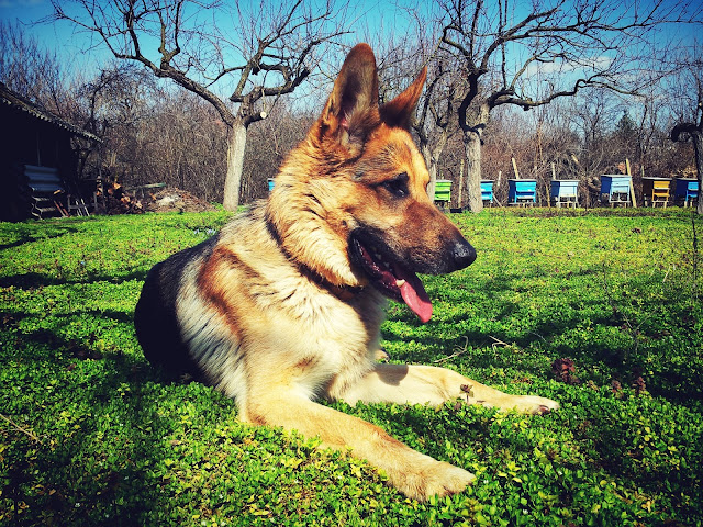Pets Abs- 8 Surprising Facts You Didn't Know About Dogs Pets%2BAbs %2B8%2BSurprising%2BFacts%2BYou%2BDidn%2527t%2BKnow%2BAbout%2BDogs - 8 Surprising Facts You Didn't Know About Dogs!