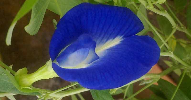 Blue Color Flowers in Hinduism as Offering to Hindu Gods | Hindu Blog