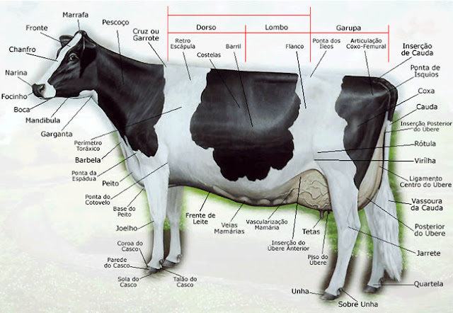 Las partes de la vaca en ingles, espanol y portugues