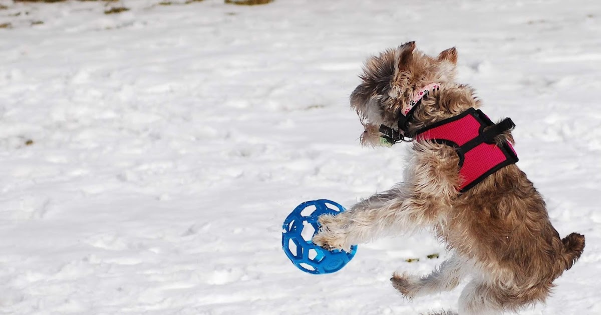 Written Inc. When dogs fly