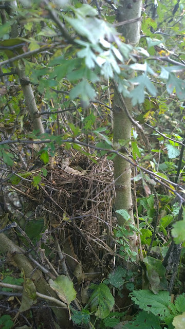 kunstvolles Nest am Weiher (c) by Joachim Wenk kunstvolles Nest am Weiher (c) by Joachim Wenk