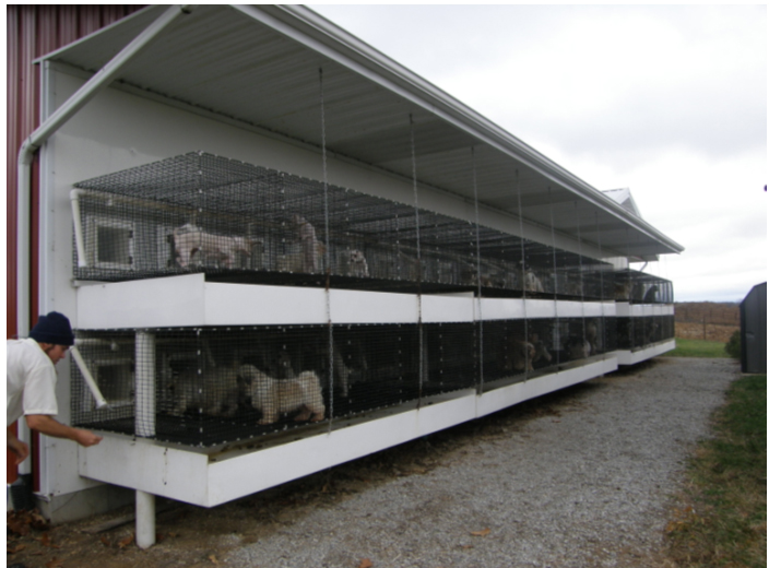Puppy Mill Awareness Southeast Michigan Michigan Pet Stores Linked to