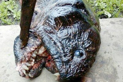 Ini Dia Penampakan Ikan Lele Berkepala Mirip Piranha