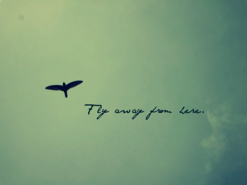 Breaking bird. Красивые цитаты из песен. broken bird. fly away from here. fly away from here pictures.