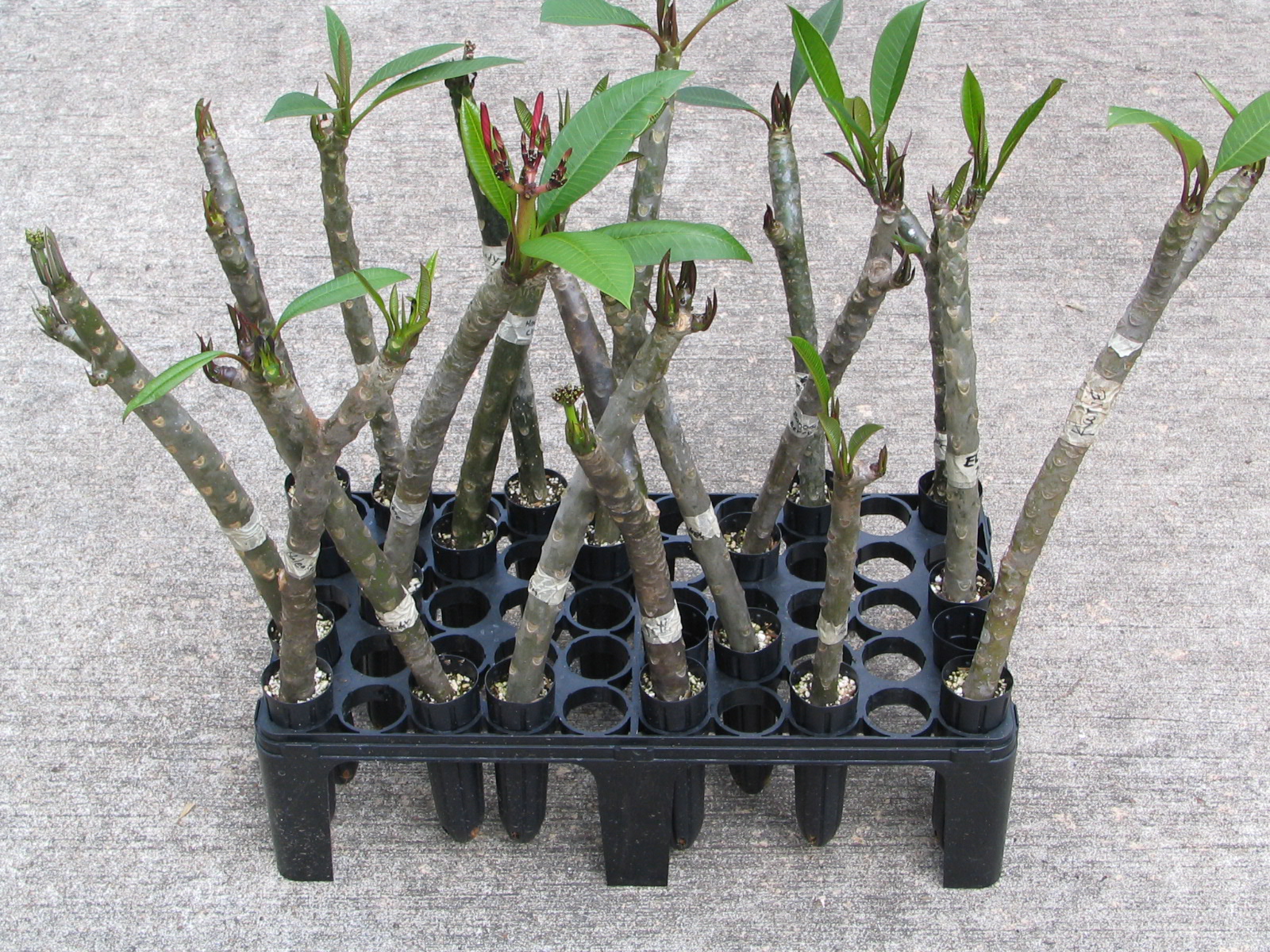 Plumeria Care and Propagation Rooting with the Texas TwoStep