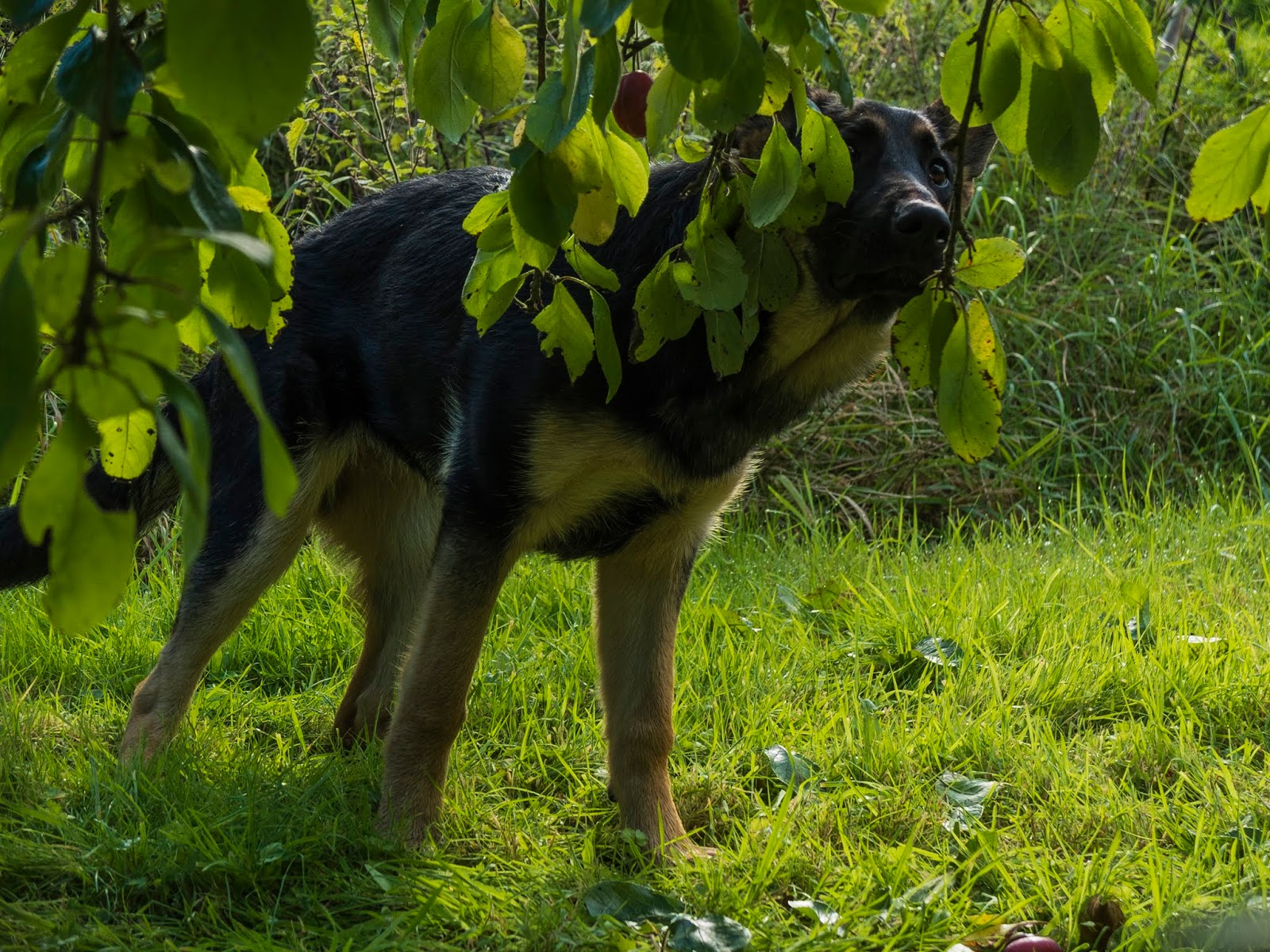 A German Shepherd puppy smelling a plum tree branch and looking for fruit.