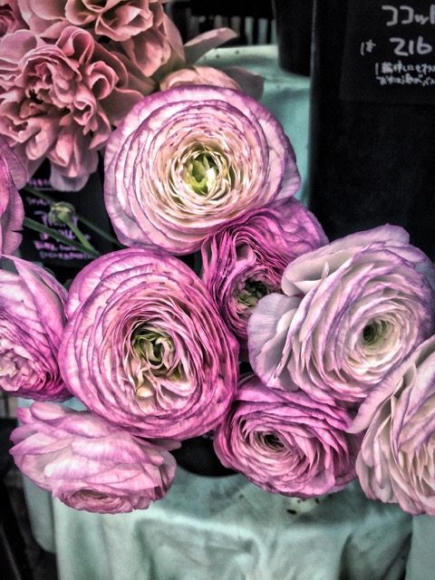 Sydney Solis - Flowers in Osaka Sydney Solis - Flowers in Osaka