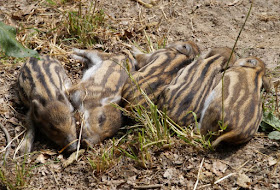 Fünf weitere Ausflugsideen im Schwentinental. Wildschweine und Frischlinge im Wildpark Schwentinental freuen sich über Besuch.