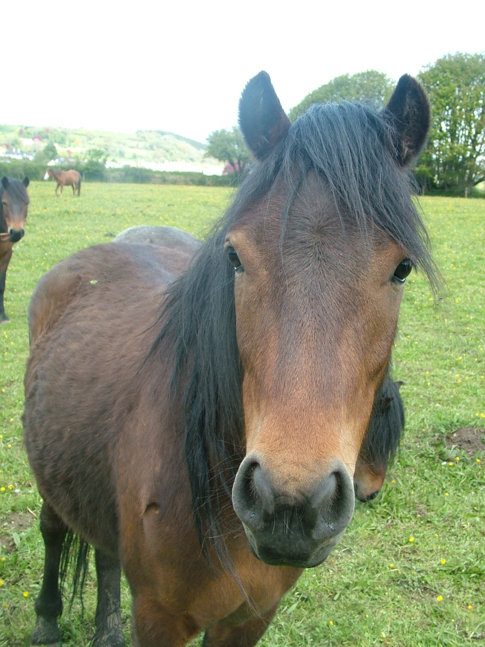 Dartmoor Pony Training Centre Rehoming Blog Brambles